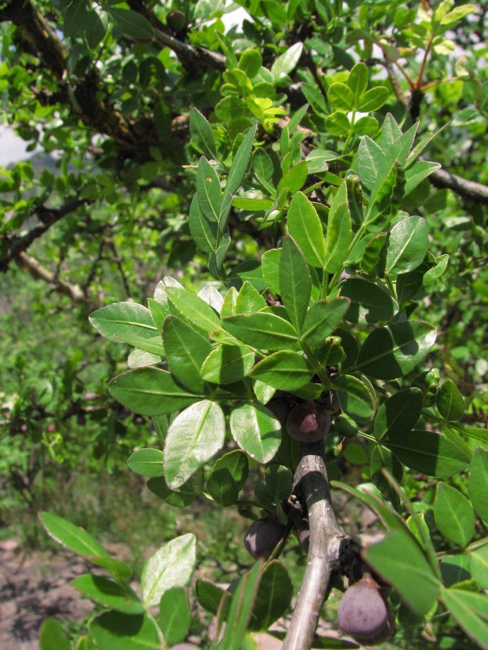 Bursera profumata 5