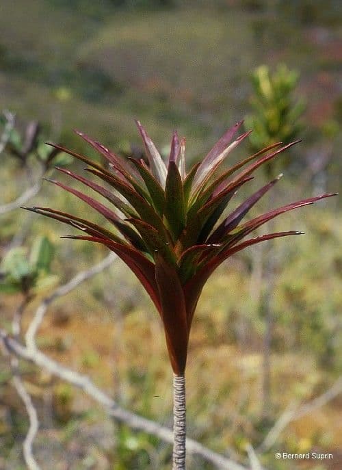 Dracophyllum 2