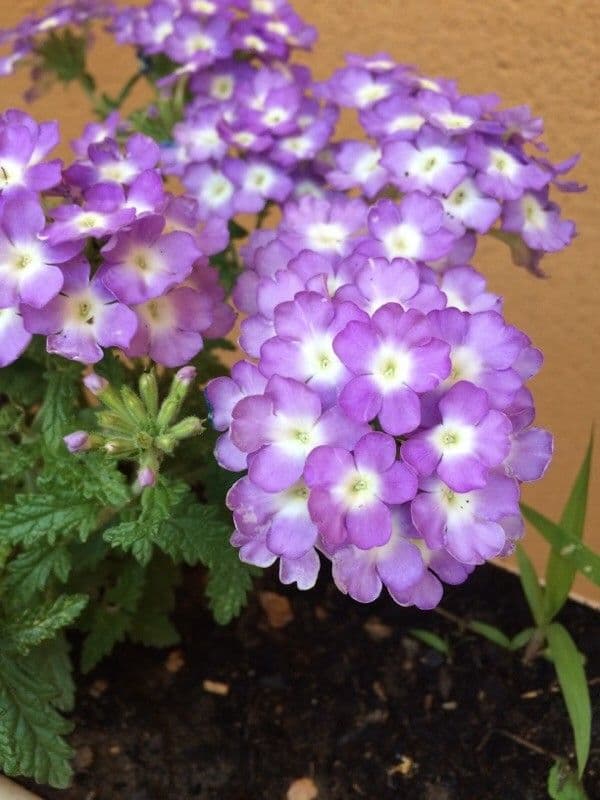 Verbena rigida 9