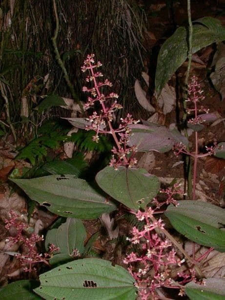 Miconia 9