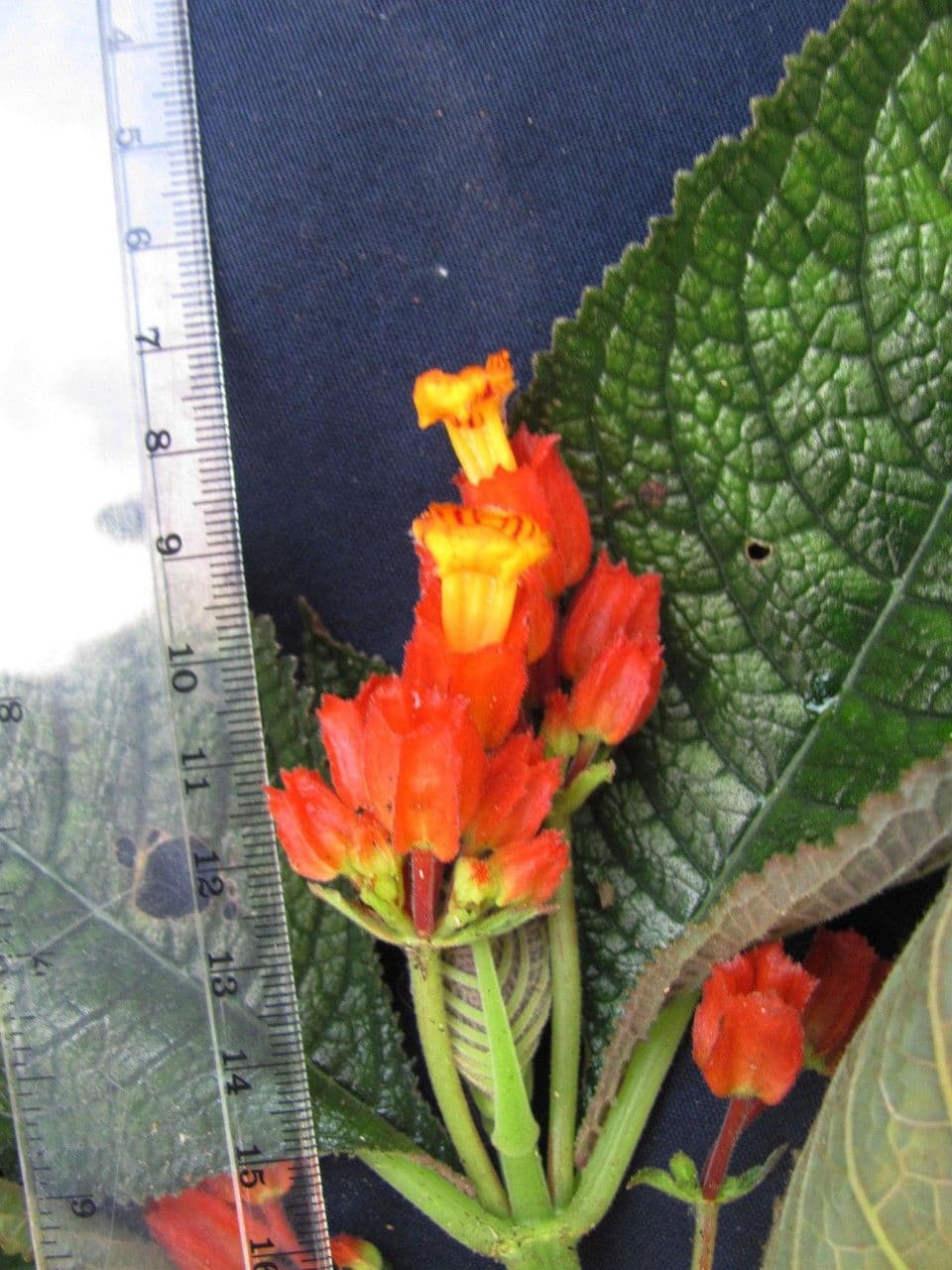 Chrysothemis pulchella 3
