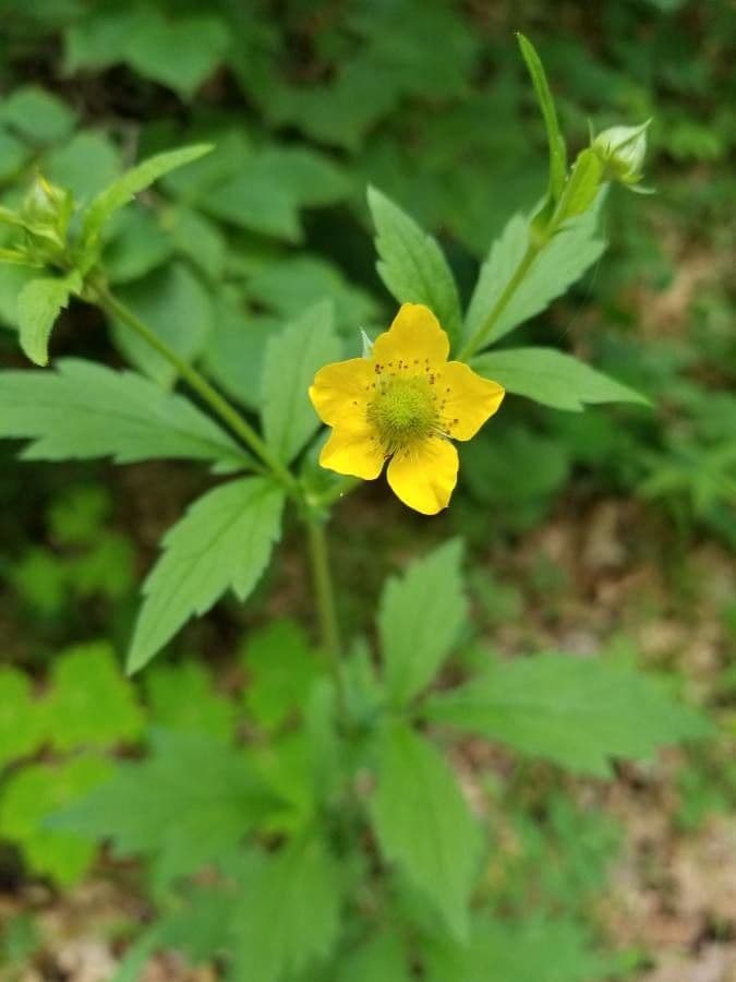 Geum de Alepo 8