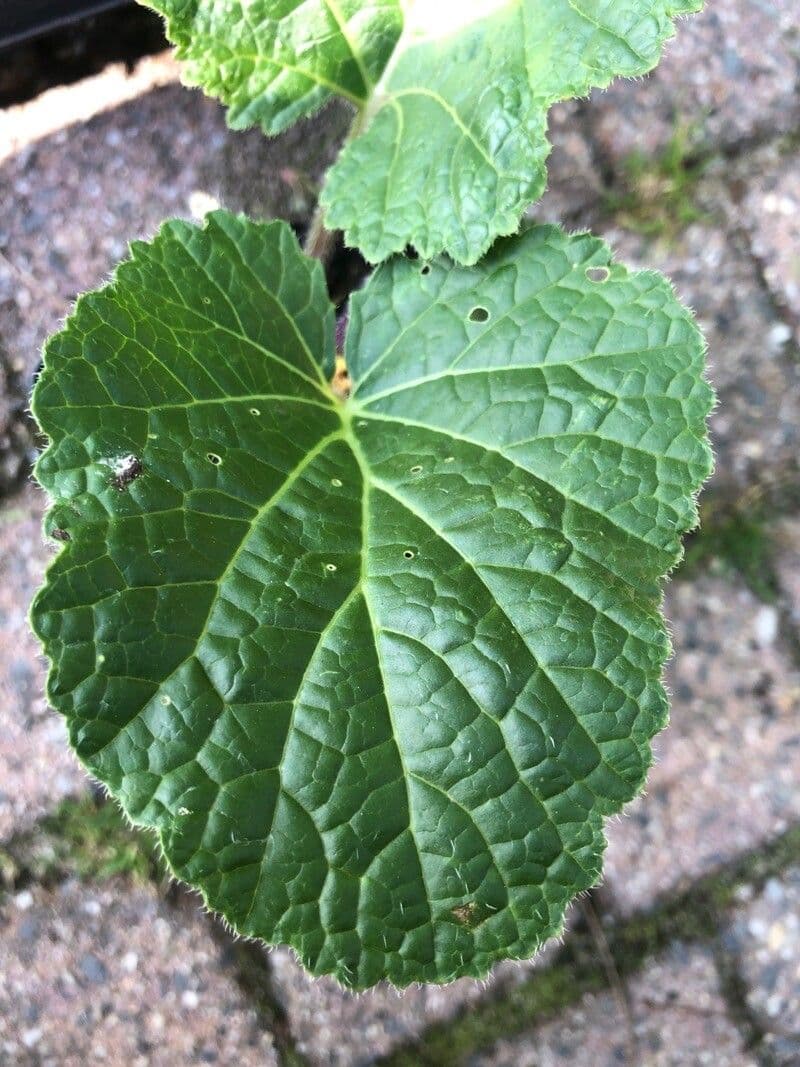 Krabilice 13