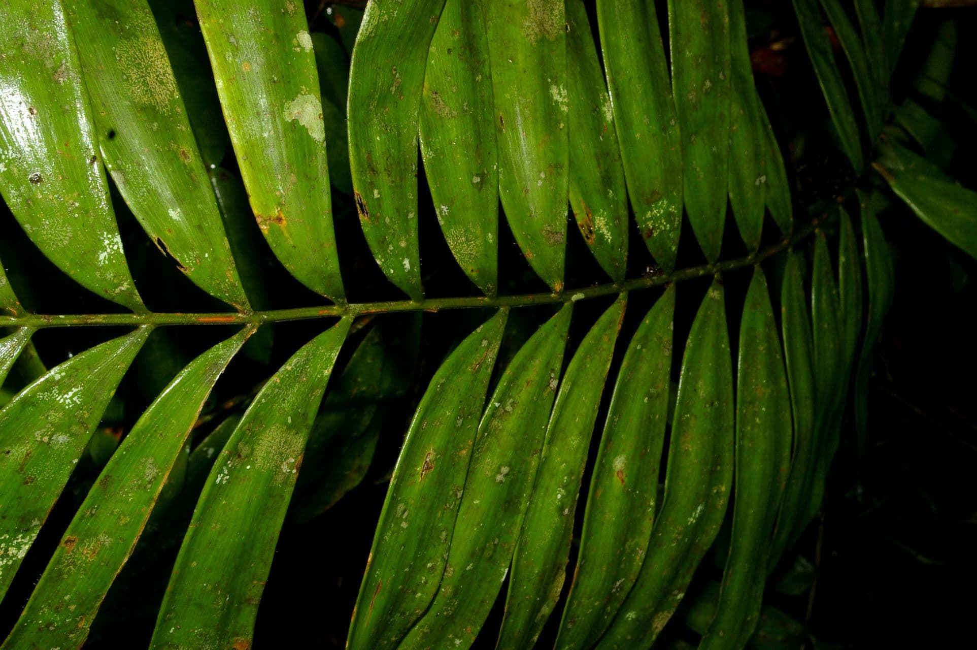 Zamia 3