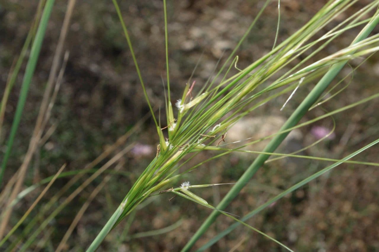 Kavyl vláskovitý 8