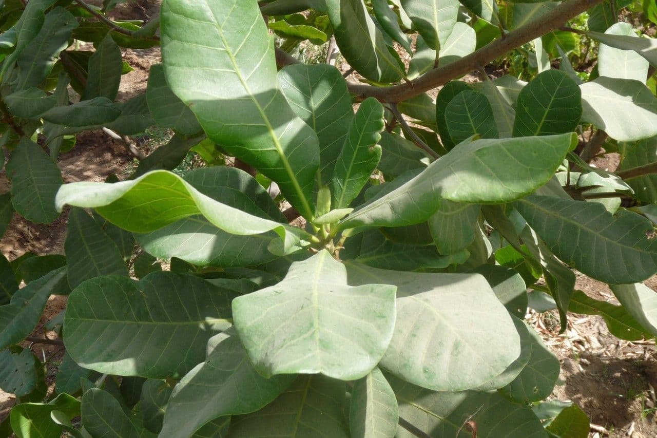 Anacardio 29