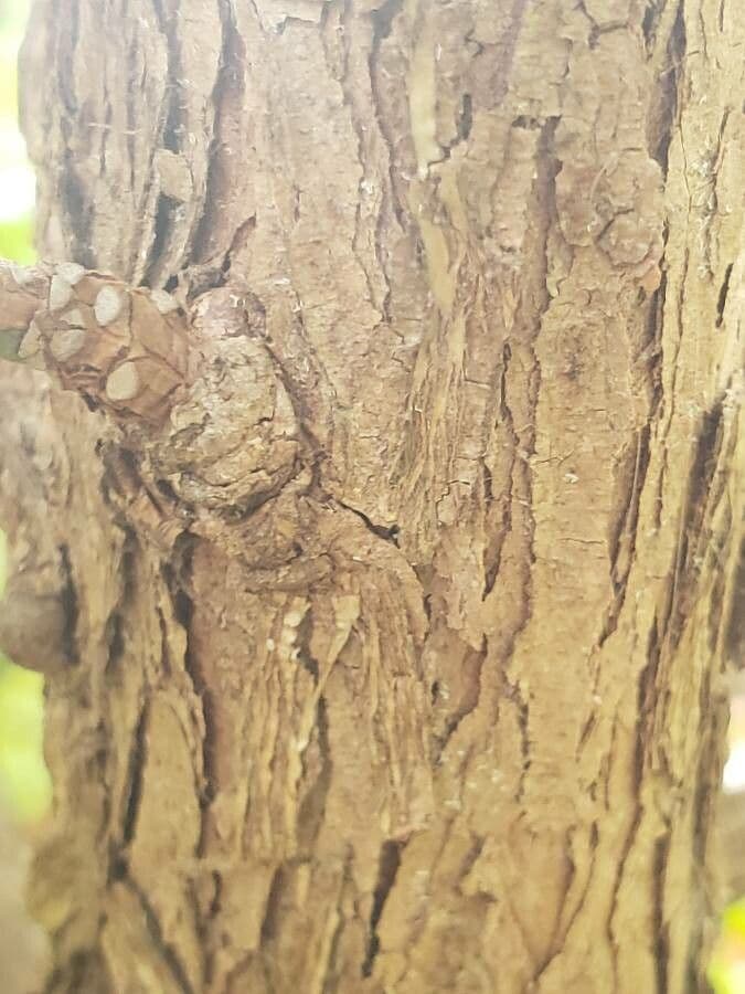 Podocarpus 3