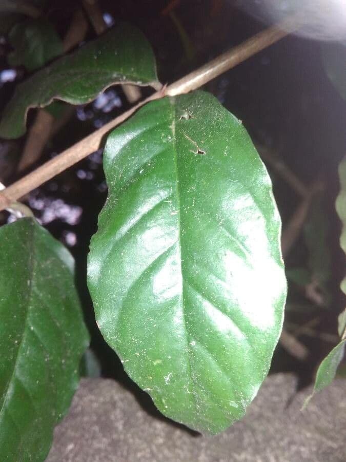Rosenbergiodendron 9