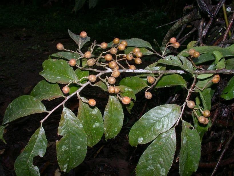 Casearia corymbosa 18