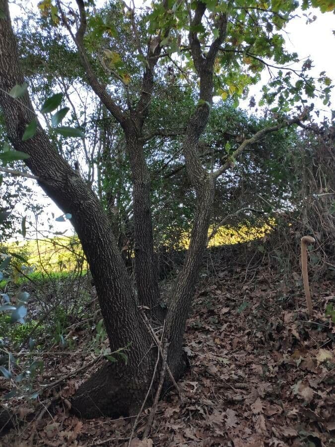 Quercia comune 13