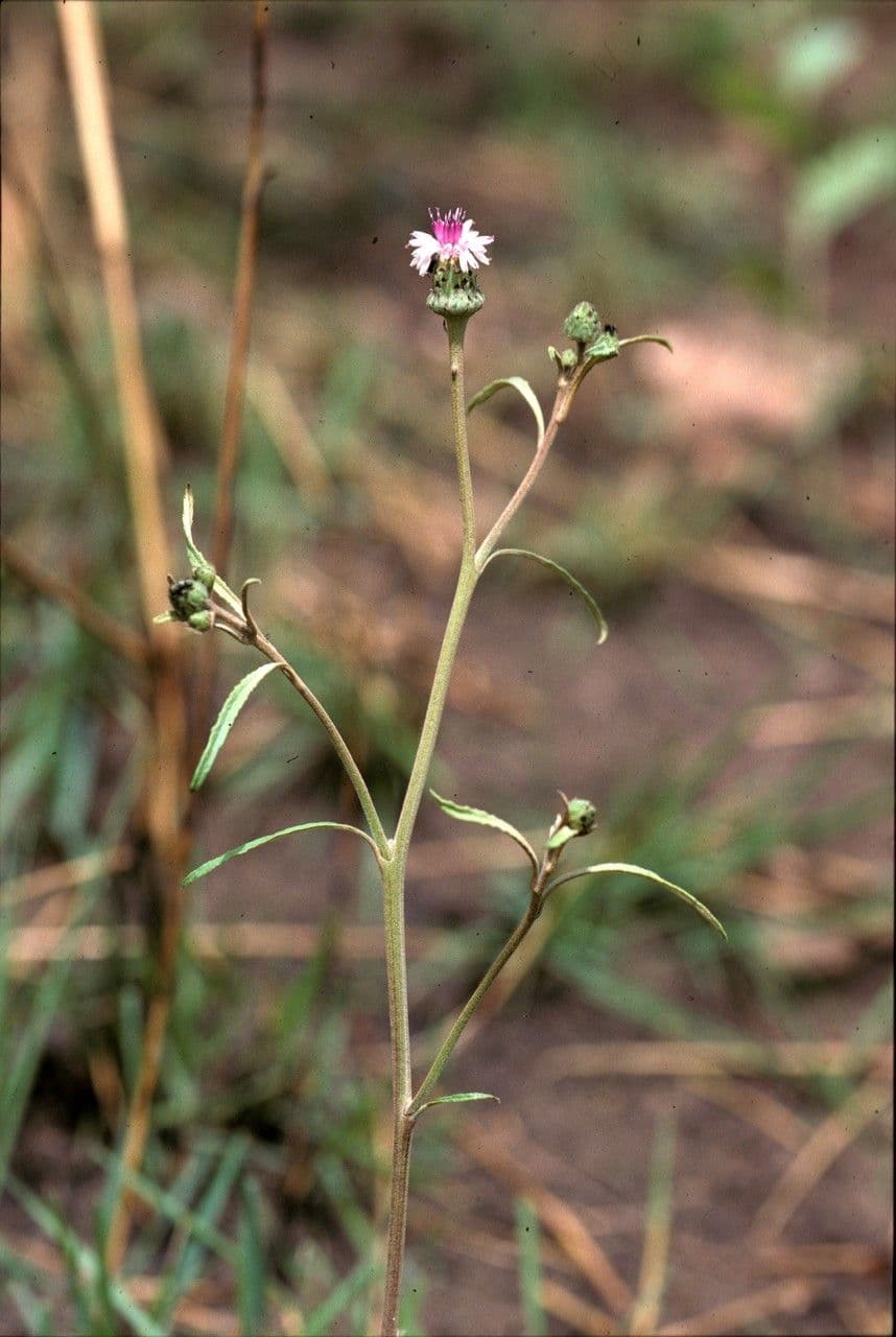 Aedesia