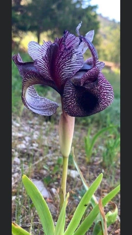 Iris di Hermon 2