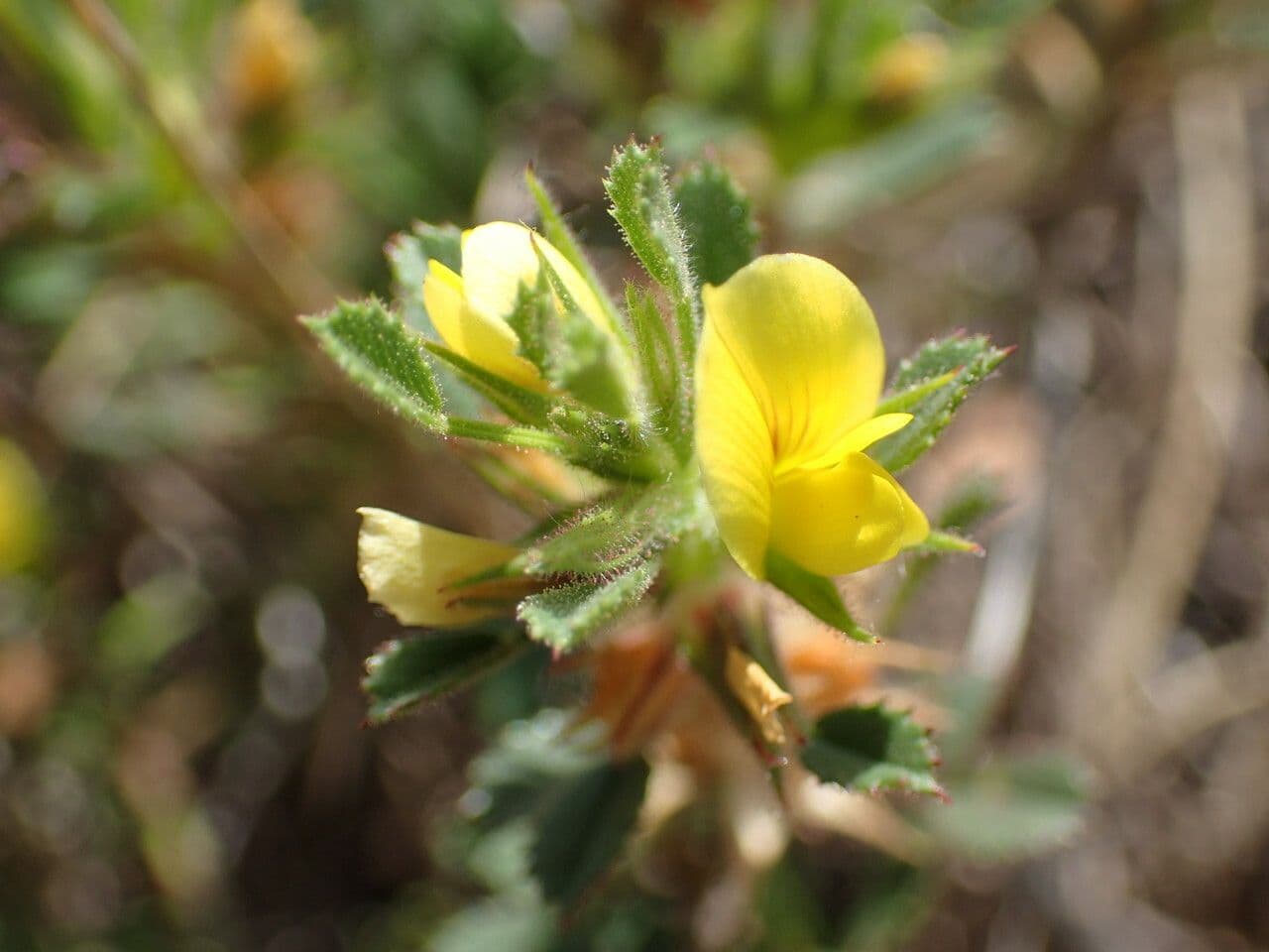 Ononide minuscola 8