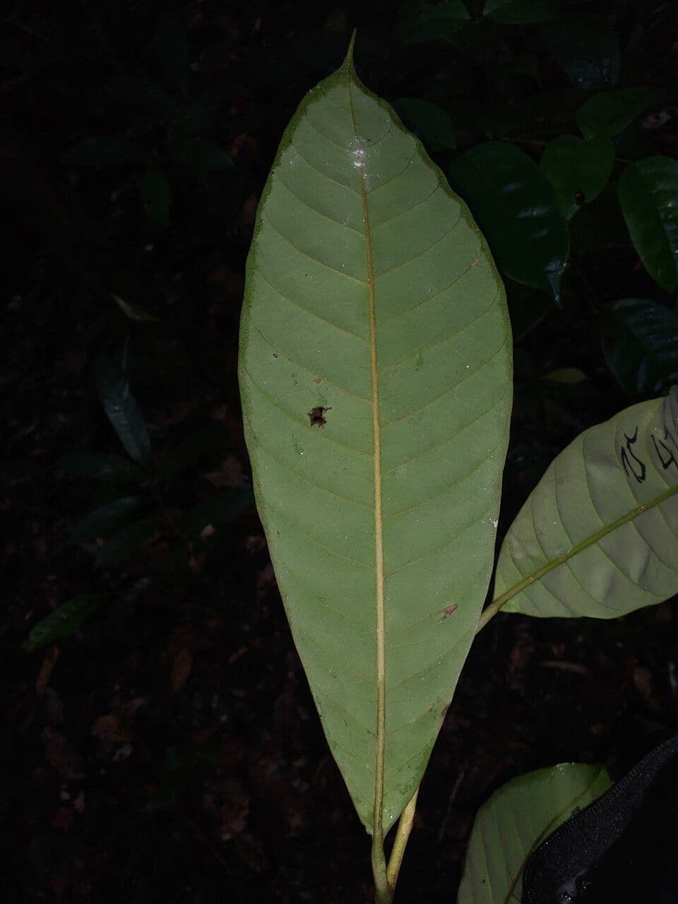 Pouteria 3