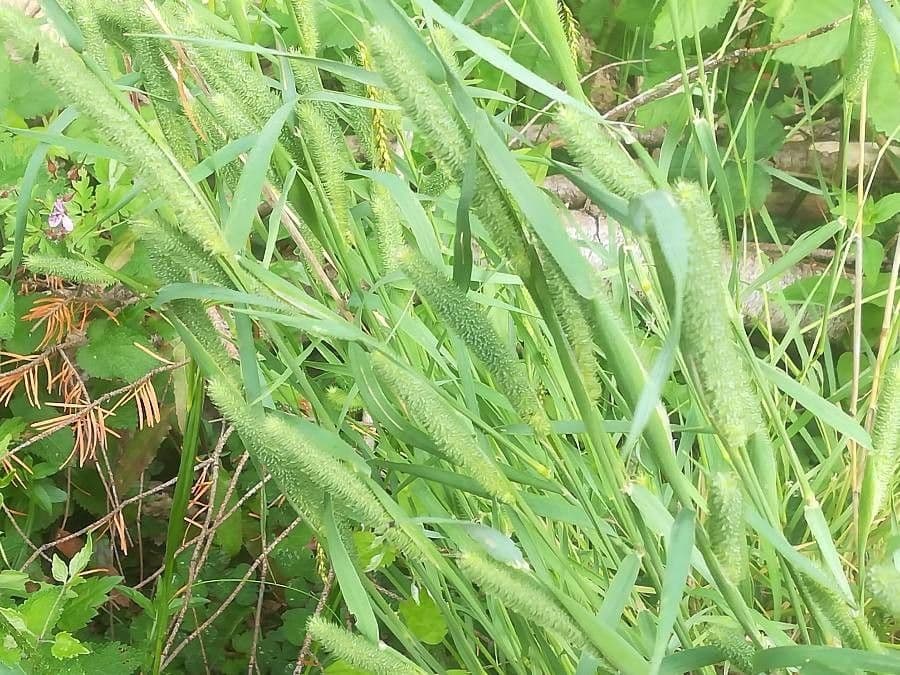 Codolina 28