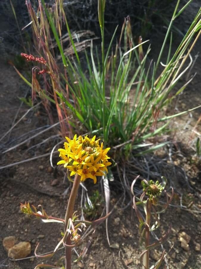 Quinchamalium