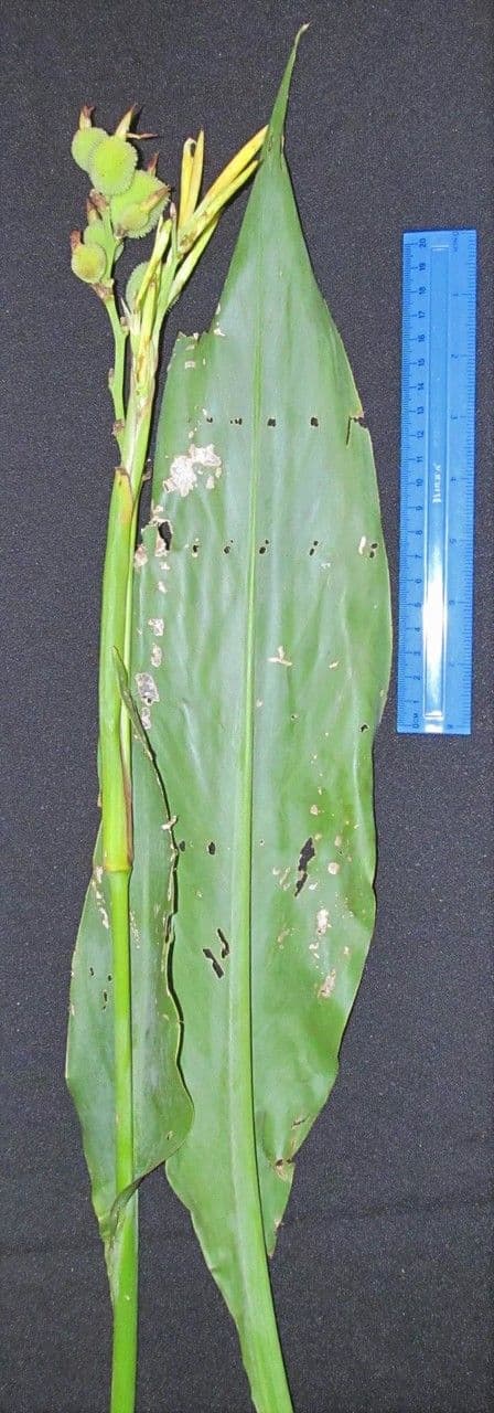 Canna glauca 25