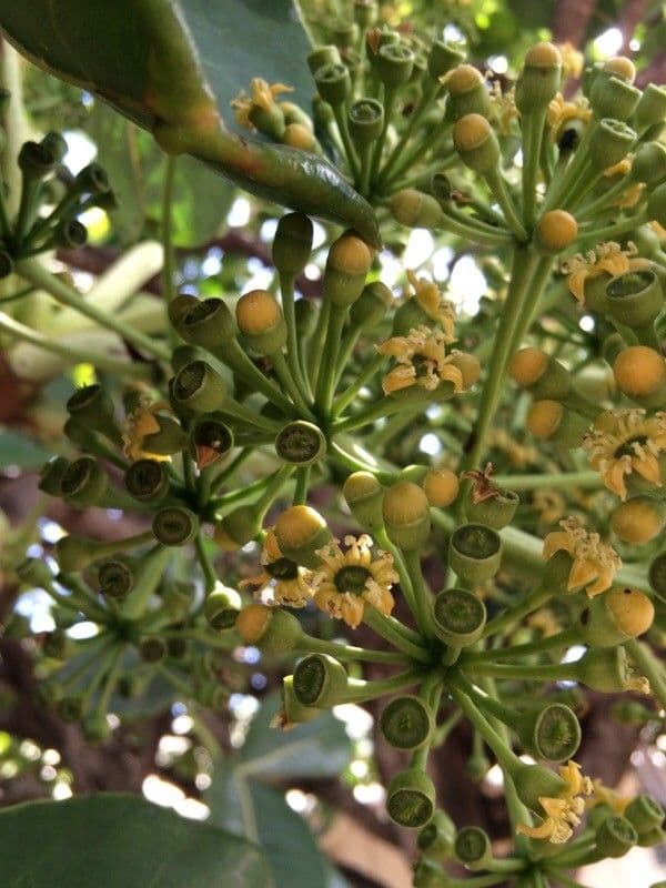 Polyscias 8