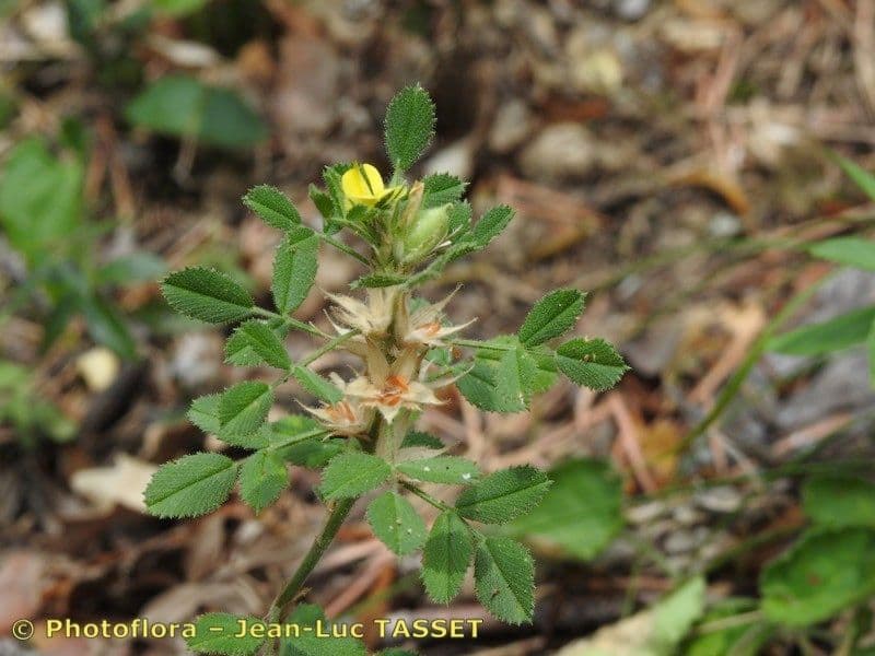 Ononide minuscola 26