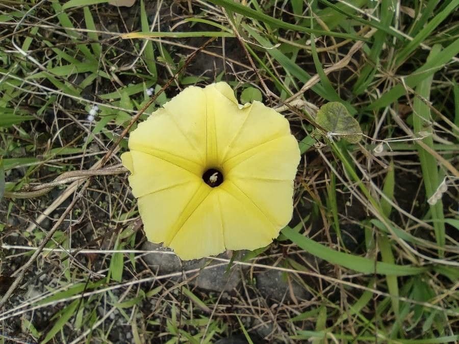 Ipomoea ocra