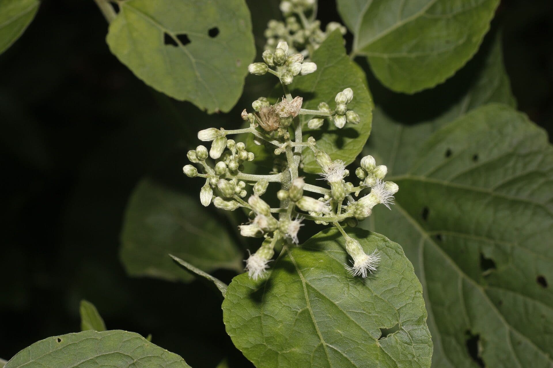 Hebeclinium 4