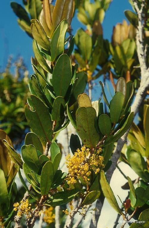 Austrobuxus 10