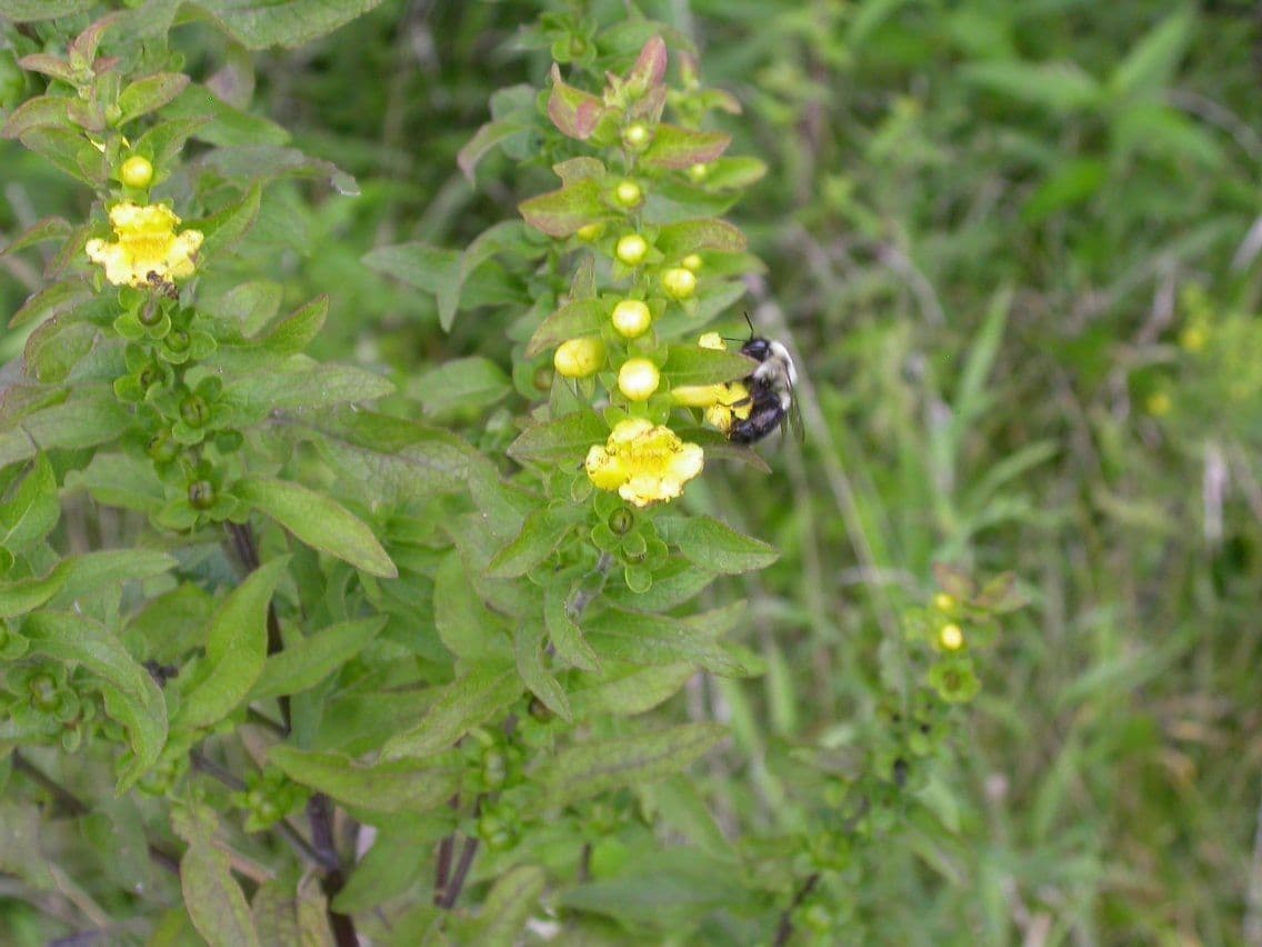 Aureolaria grandiflora 9