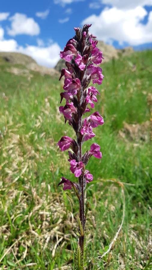Pedicularis rostratospicata 4