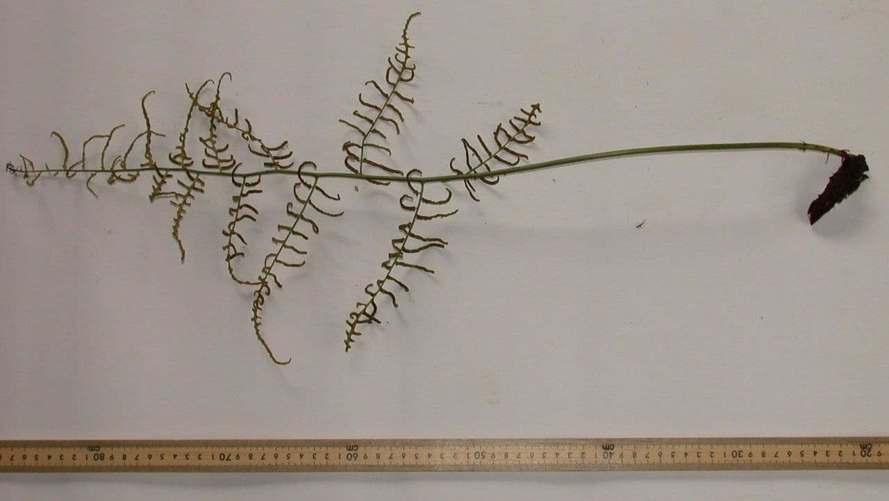 Polybotrya 12