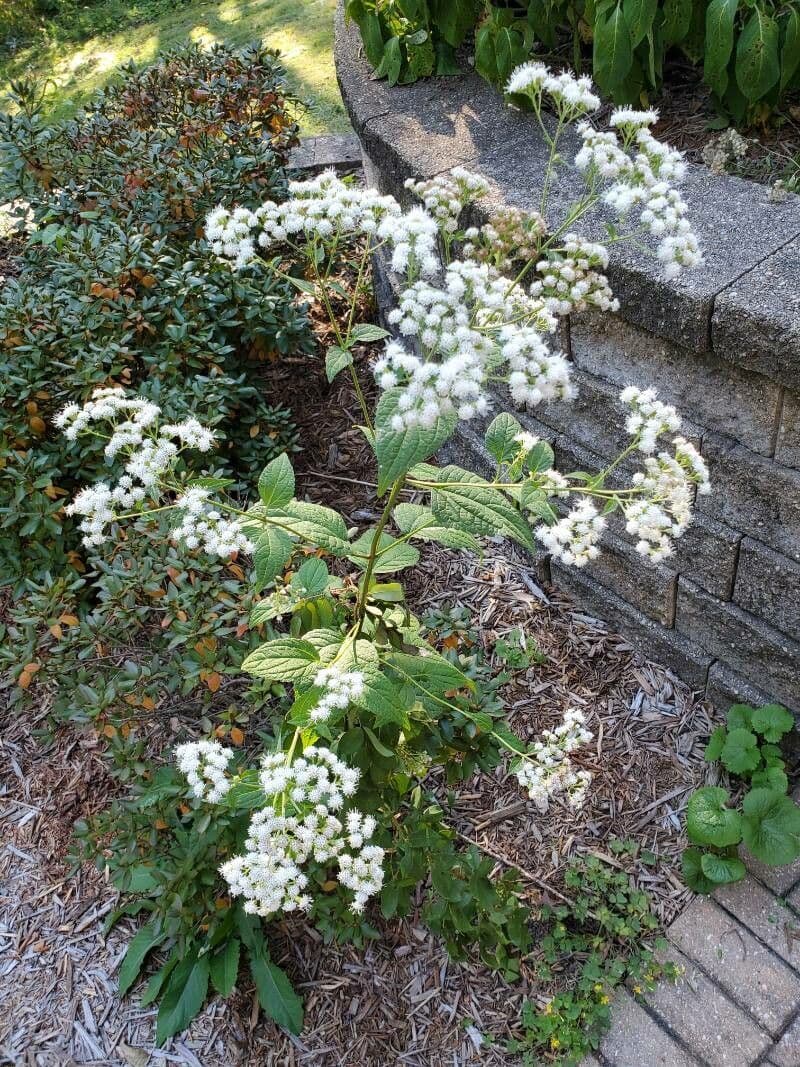 Ageratina aromatica 2