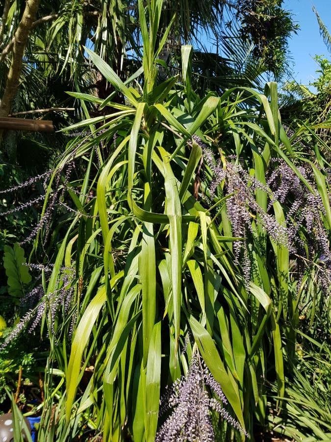 Cordyline stricta 17
