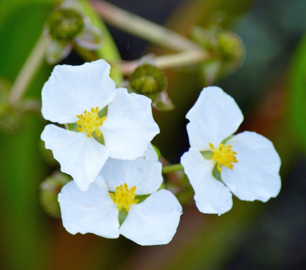 Sagittaria rigida 4