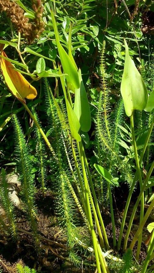 Pontederia 17