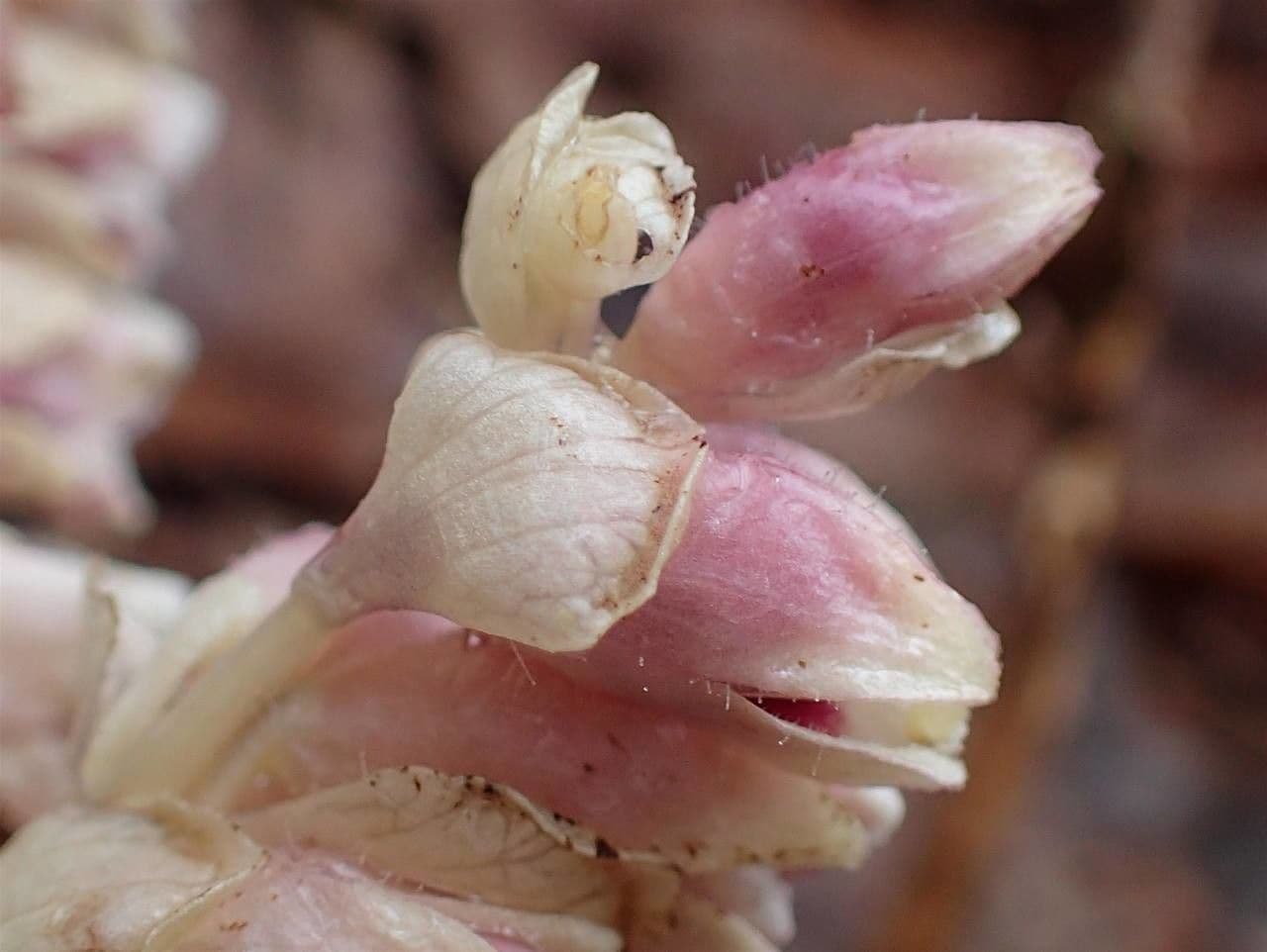 Latrea comune 5