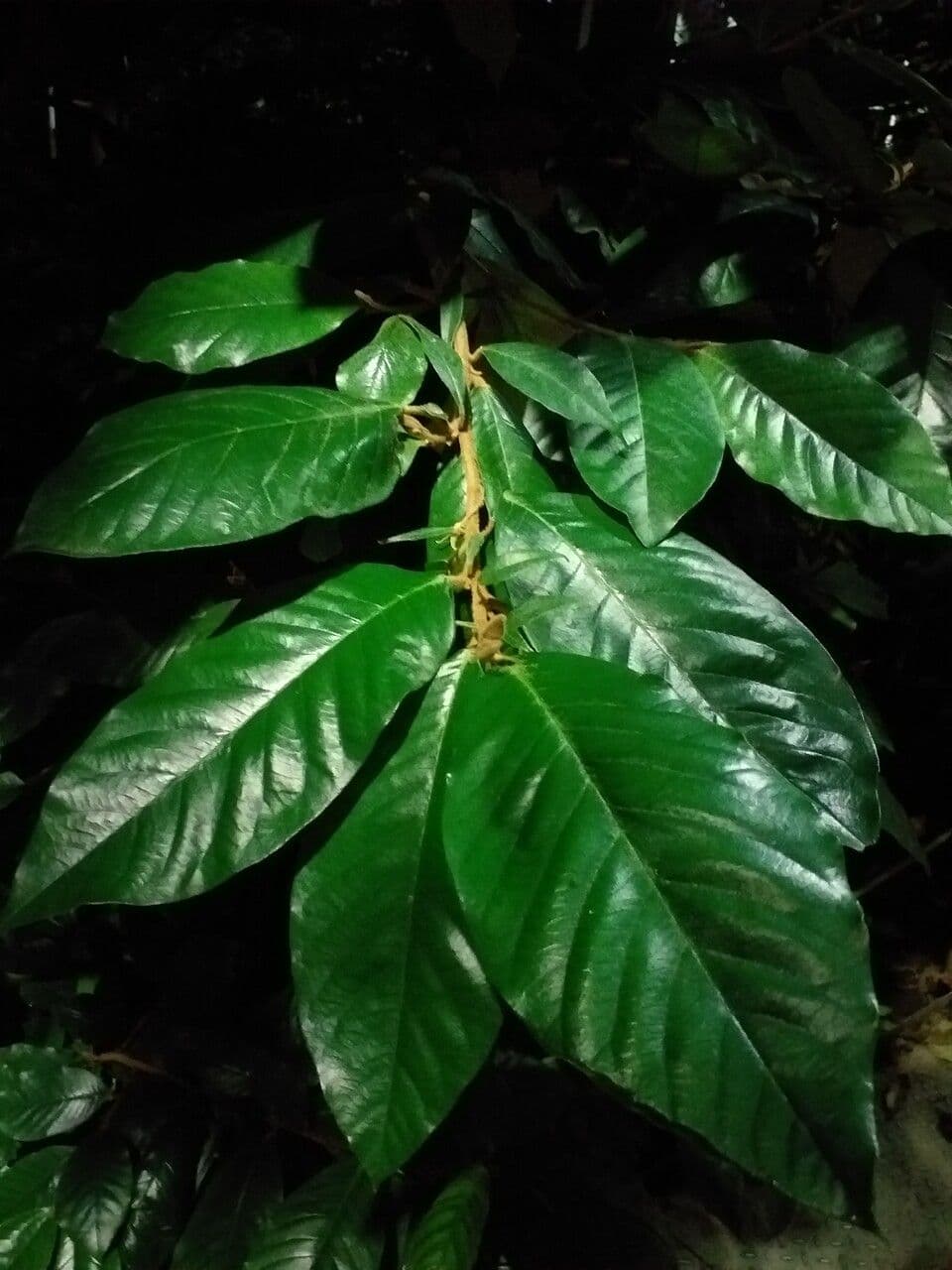 Trichocladus 2