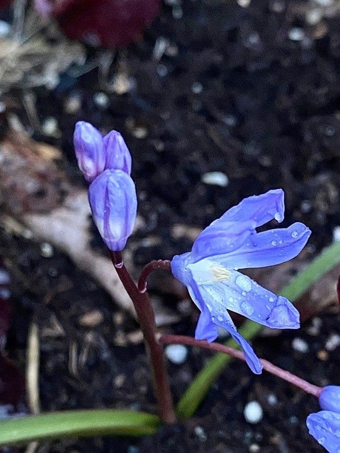 Triteleia grandiflora 4