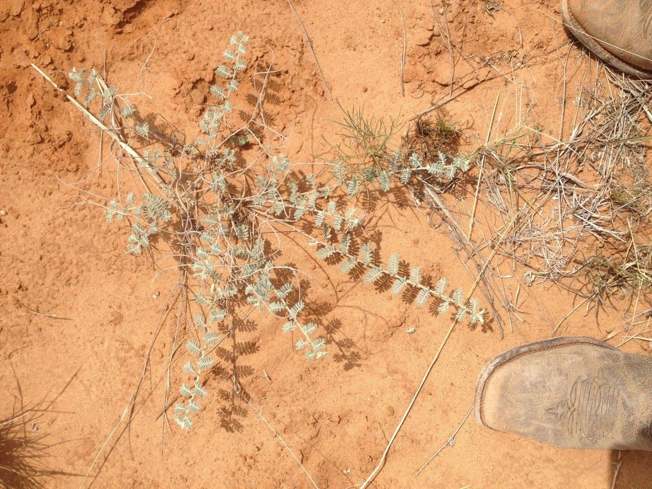 Dalea lanata 4