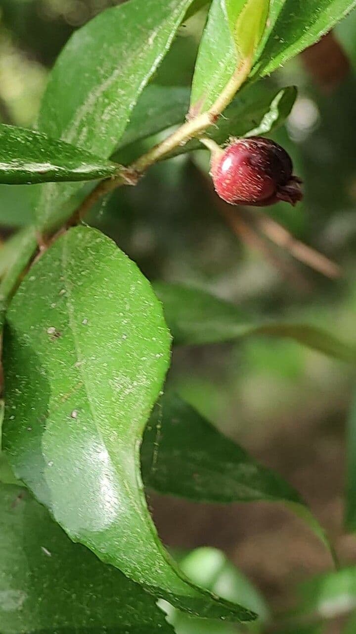 Sideroxylon