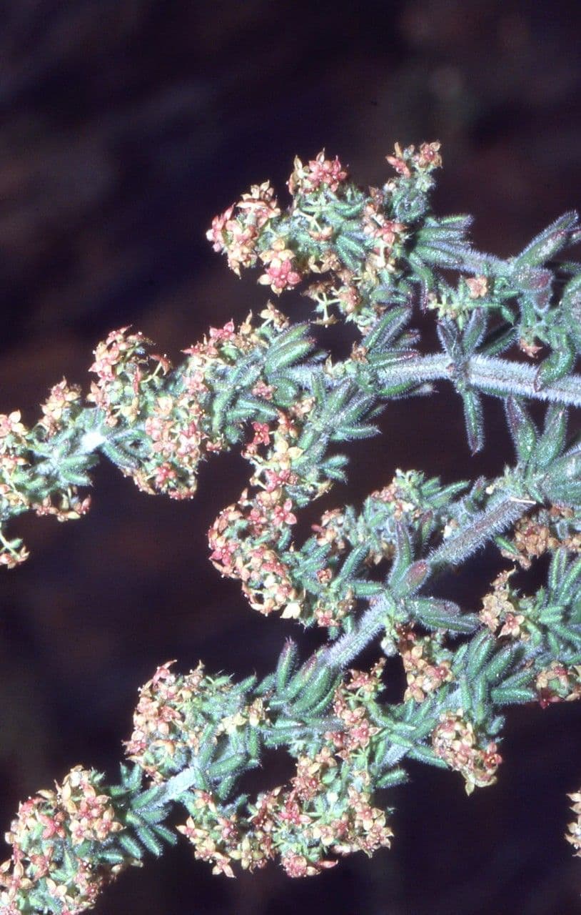 Galium 11