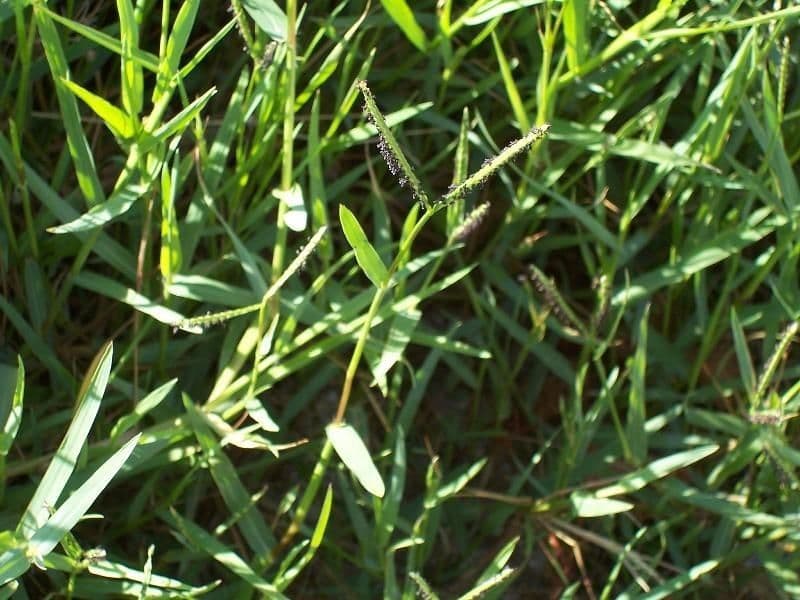 Panico acquatico 13