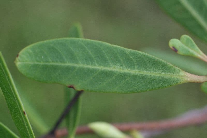 Rhabdadenia 8