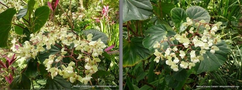 Begonia 2