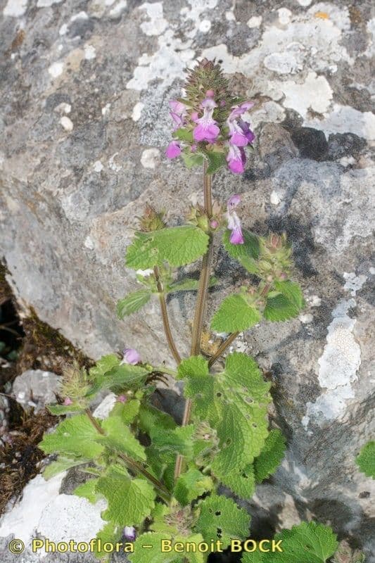 Santoreggia sinuosa 8
