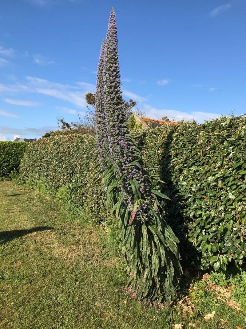 Echium pininana 9