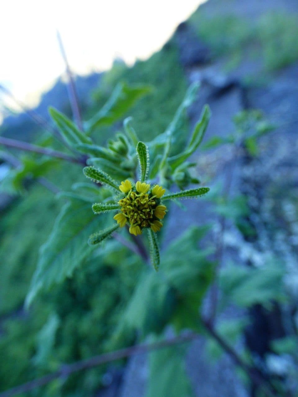 Sigesbeckia orientalis 4