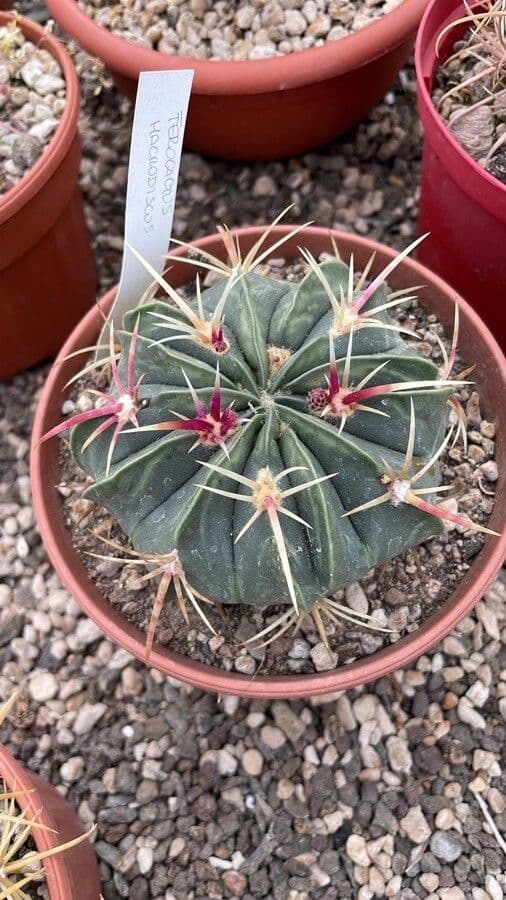 Cactus 8