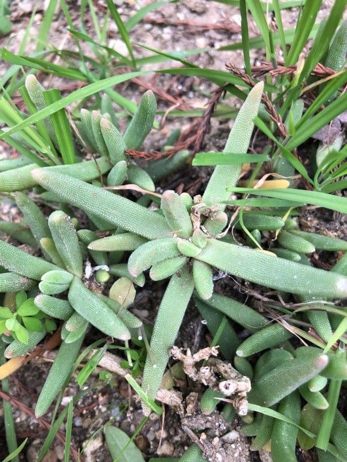 Lampranthus