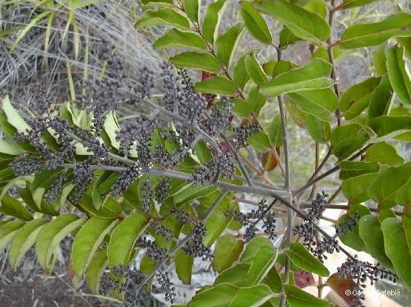 Polyscias 8