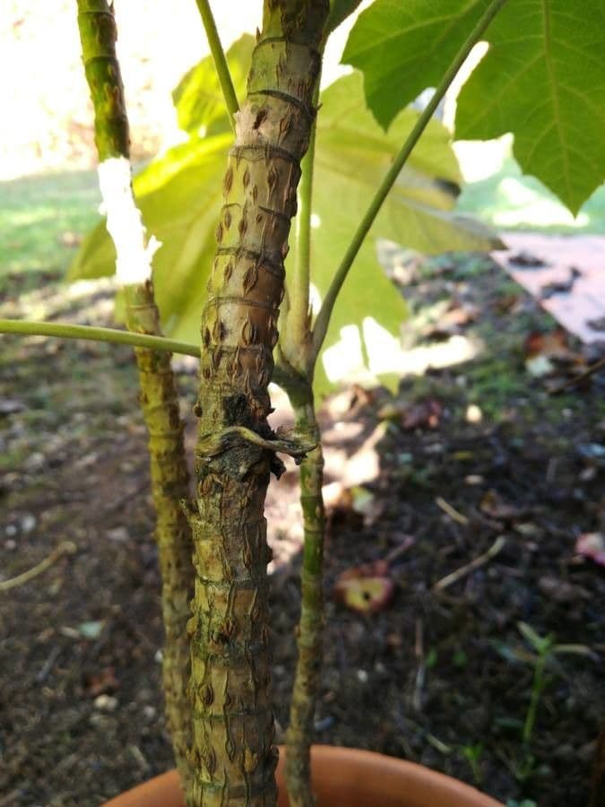 Tetrapanax papyrový 25
