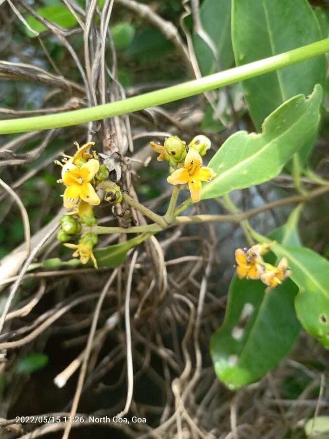 Avicennia 3